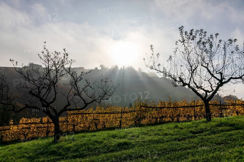Autumn atmosphere, morning sun over vineyard in the fog, sparse trees, backlight shot, St. Andrä-Höch, Sausal, Styria, Austria, Europe