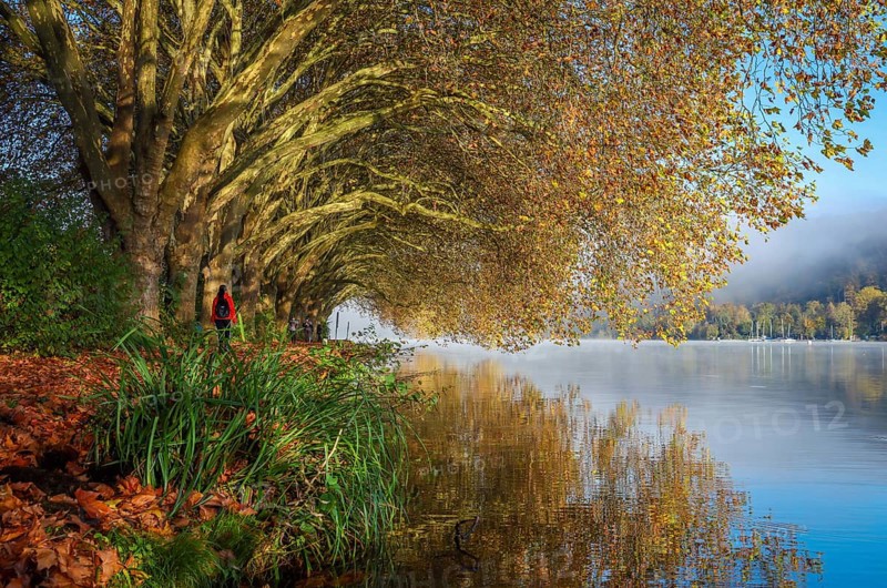 Essen, North Rhine-Westphalia, Germany, Golden autumn at Lake Baldeney. Walkers in the morning sun on the lakeside path under plane trees, Europe