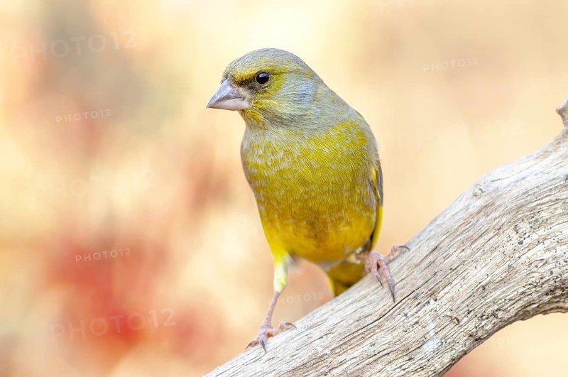 Greenfinch perched on a branch in the forest. (Chloris chloris) . France