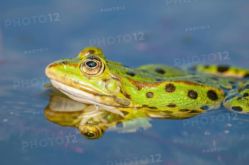 Marsh frog (Rana ridibunda) in a pond in spring. France