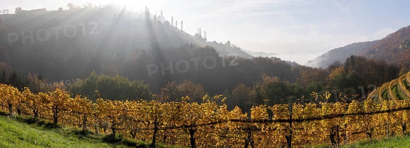 Autumn atmosphere, morning sun over vineyard in the fog, backlight shot, panorama shot, St. Andrä-Höch, Sausal, Styria, Austria, Europe