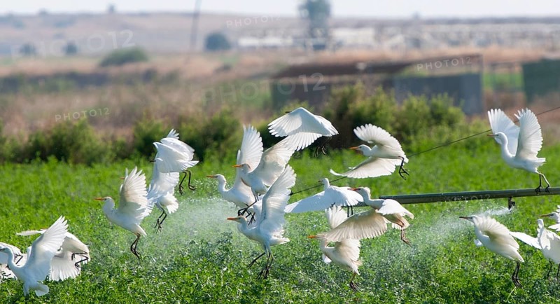 Cattle egret birds resting and flying in agricultural field during watering. Cyprus