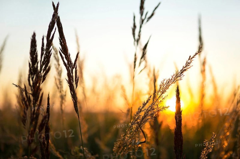 Dry grass-panicles of the Pampas against orange sky with a setting sun. Nature, decorative wild reeds, ecology. Summer evening, dry autumn grass
