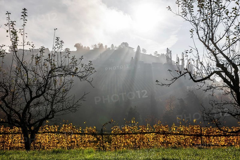 Autumn atmosphere, morning sun over vineyard in the fog, backlight shot, St. Andrä-Höch, Sausal, Styria, Austria, Europe