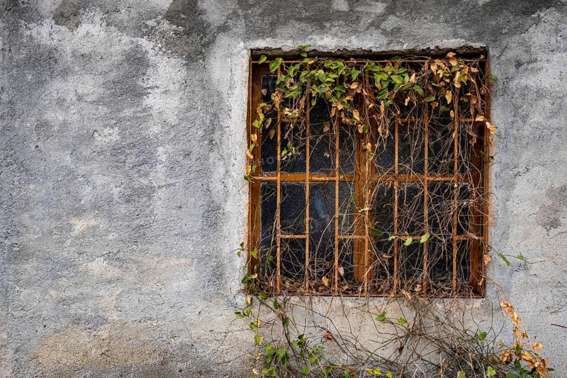 Closed abandoned metal glass window covered with foliage on a wall