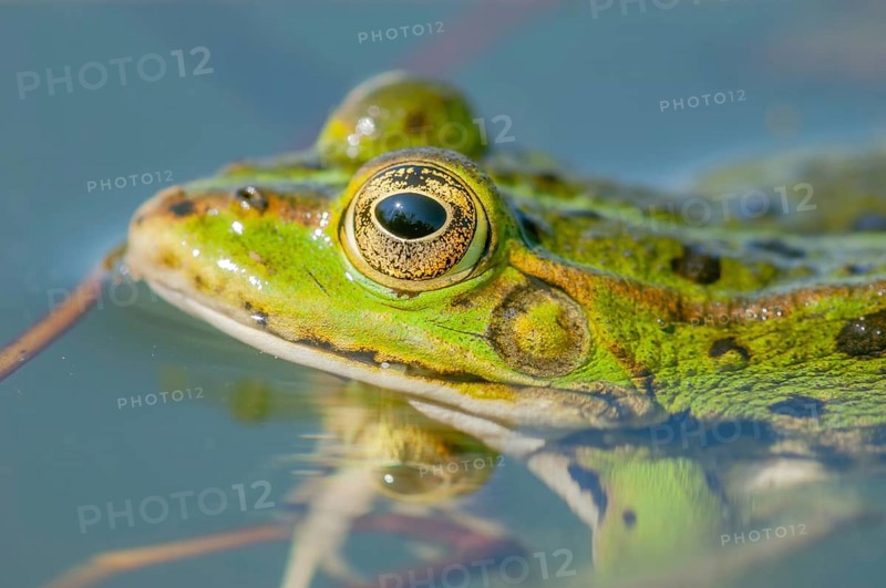 Marsh frog (Rana ridibunda) in a pond in spring. France