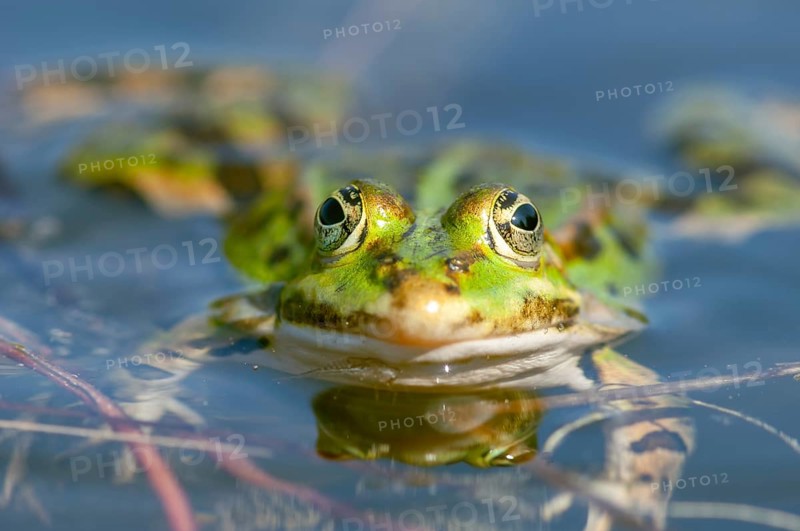 Marsh frog (Rana ridibunda) in a pond in spring. France