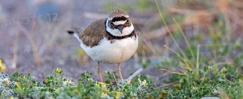 Little Ringed Plover, Little Ringed Plover, (Charadrius dubius), plover family, biotope, foraging, Lesbos, Lesbos Island, Greece, Europe