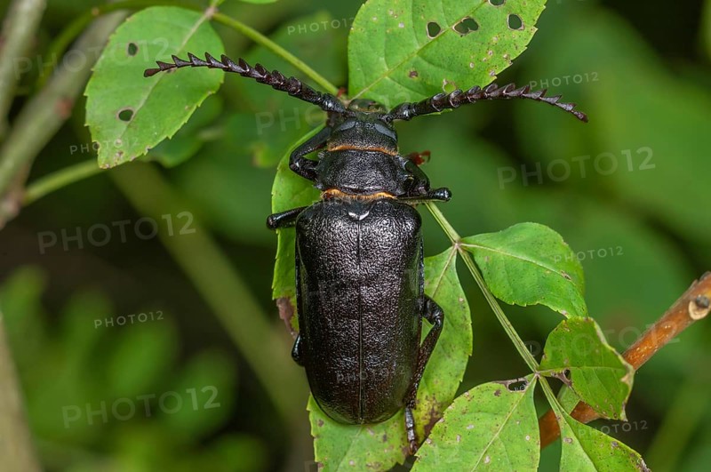 Tanner Beetle (Prionus coriarius) placed on the leaves of a shrub in the forest. Alsace, France, Europe