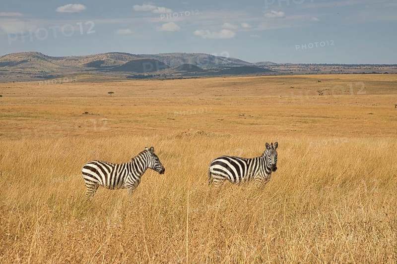 Two plains zebras (Equus quagga) in the open grassland of the Masai Mara, Kenya, Africa