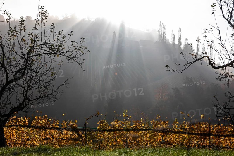 Autumn atmosphere, morning sun over vineyard in the fog, backlight shot, St. Andrä-Höch, Sausal, Styria, Austria, Europe