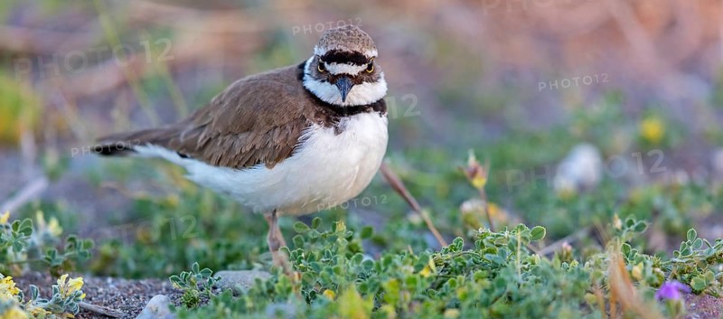 Little Ringed Plover, Little Ringed Plover, (Charadrius dubius), plover family, biotope, foraging, Lesbos, Lesbos Island, Greece, Europe