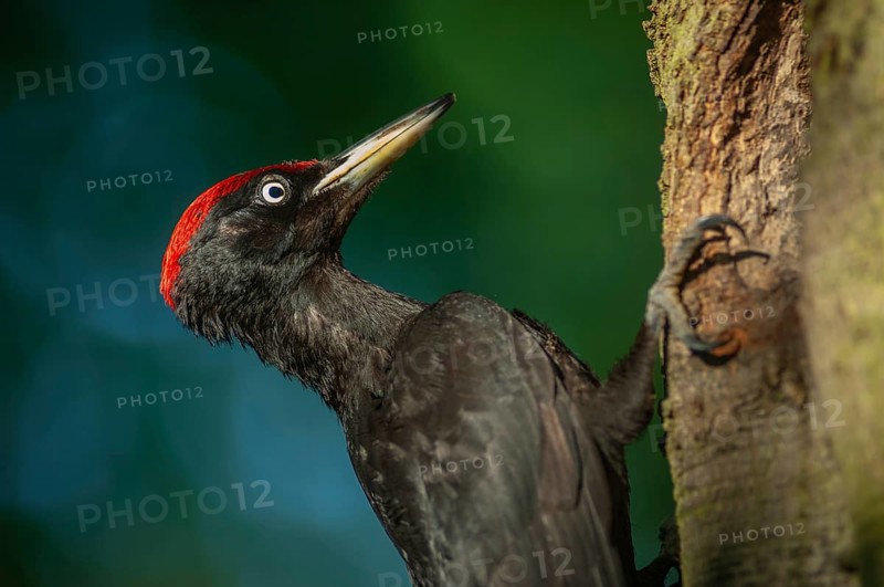 Black Woodpecker (Dryocopus martius) bringing ant larvae to feed her chicks in the nest. Alsace, France, Europe