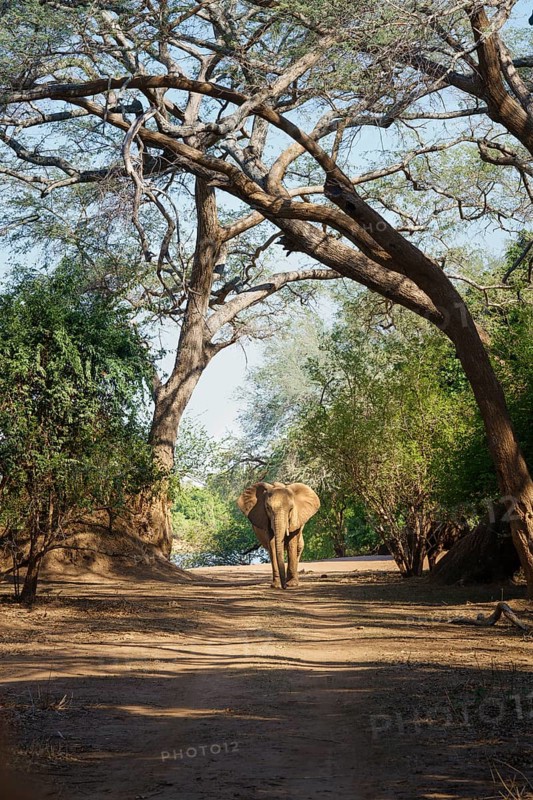 African elephant bull, Loxodonta africana, is walking towards the camera under large trees, forming an arch for this magnificent animal. Lower Zambezi National Park, Zambia, Africa
