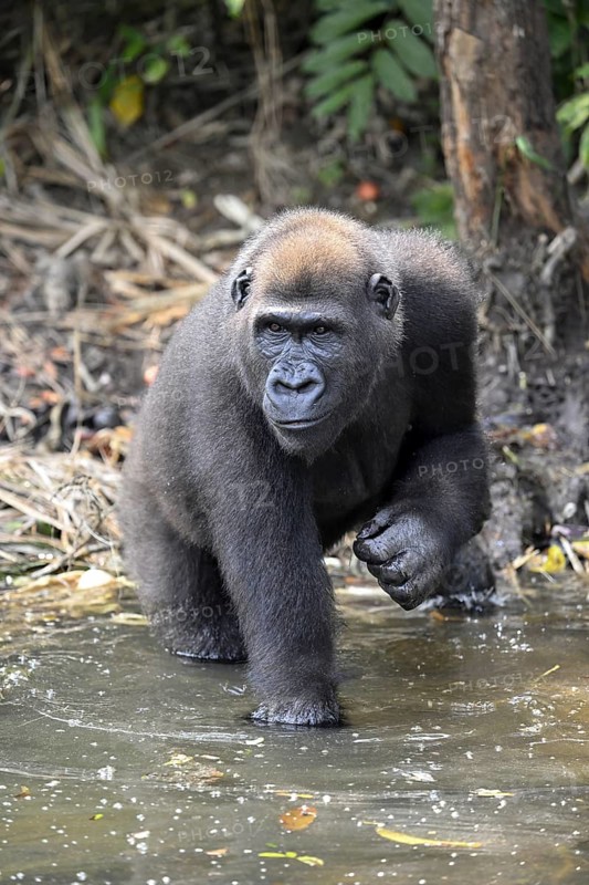 Western lowland gorilla (Gorilla gorilla gorilla) in a river, male animal, Réserve Lésio-Louna nature reserve, near Moembe, Plateau department, Republic of Congo