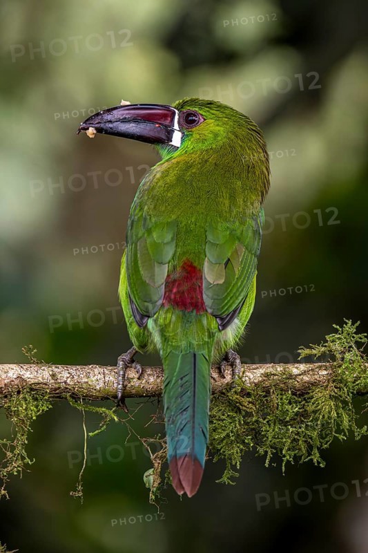 Crimson-rumped toucanet (Aulacorhynchus haematopygus), Mindo Forest Reserve, Mindo, Ecuador, South America