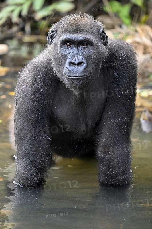 Western lowland gorilla (Gorilla gorilla gorilla) in a river, male animal, Réserve Lésio-Louna nature reserve, near Moembe, Plateau department, Republic of Congo