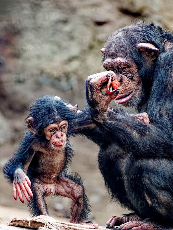 Animal portrait, Western chimpanzee (Pan troglodytes verus) playing with young, captive, distribution central and western Africa