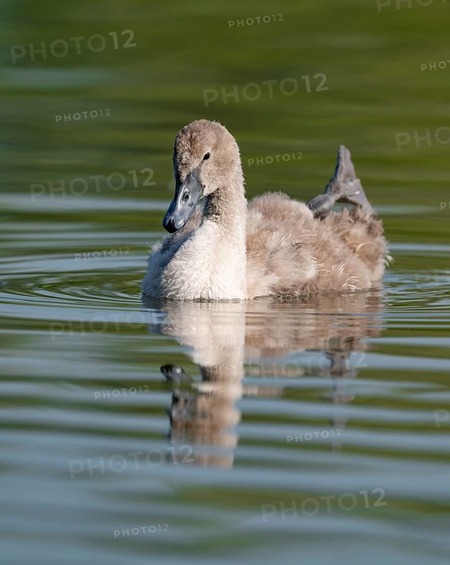 Mute swan (Cygnus olor) young bird swimming on a pond, one leg out of the water in resting position, Thuringia, Germany, Europe