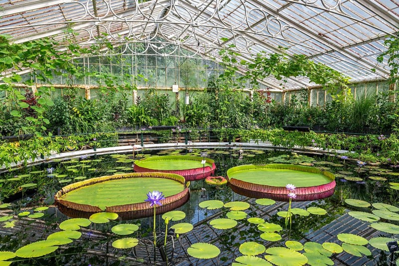 Pond in greenhouse with large water lily pads and blooming flowers, Waterlily House, Royal Botanic Gardens (Kew Gardens), UNESCO World Heritage Site, Kew, Greater London, England, Great Britain