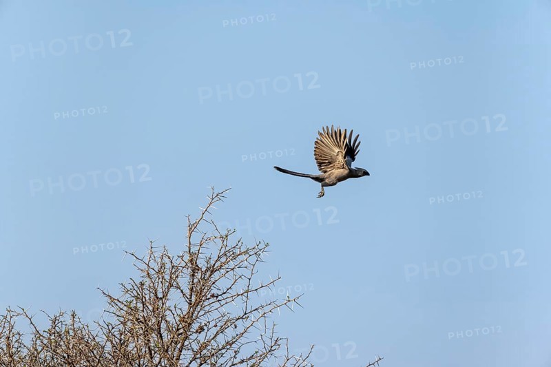 Grey-winged Warbler (Corythaixoides concolor) in flight, against a blue sky, Khama Rhino Sanctuary, Botswana, Africa