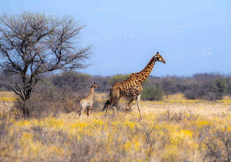 Cape giraffe (Giraffa giraffa giraffa), mother with young, among yellow flowers, in the savannah, Khama Rhino Sanctuary, Serowe, Botswana, Africa