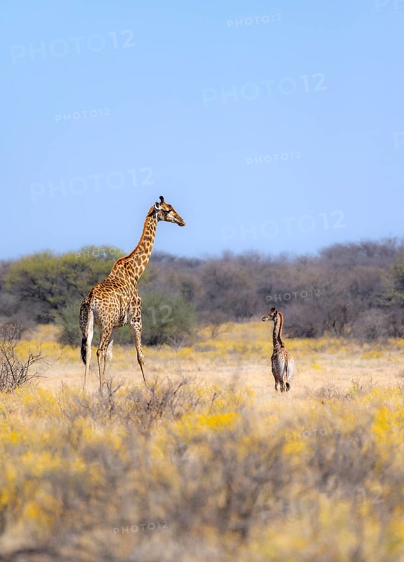 Cape giraffe (Giraffa giraffa giraffa), mother with young, among yellow flowers, in the savannah, Khama Rhino Sanctuary, Serowe, Botswana, Africa