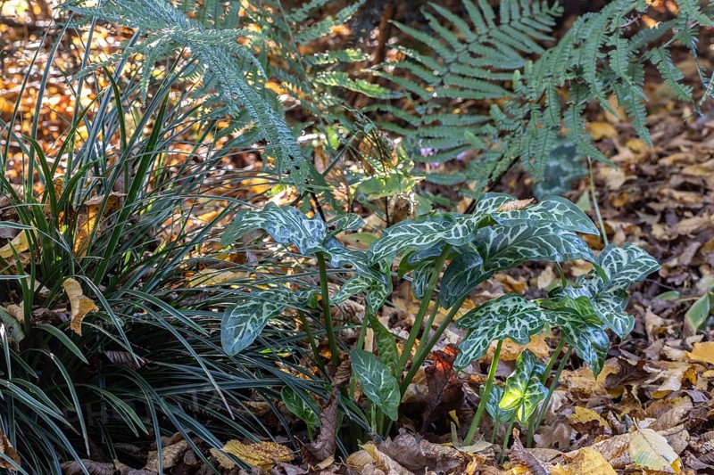Arum italicum Pictum (Arum italicum Pictum), Emsland, Lower Saxony, Germany, Europe