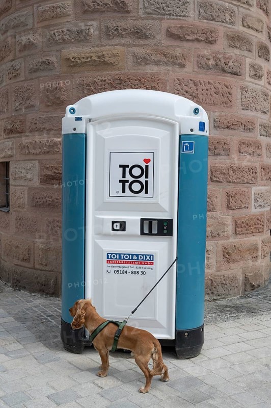 Funny, dog, breed Cocker Spaniel waiting for his master in front of a porta-potty, Bavaria, Germany, Europe