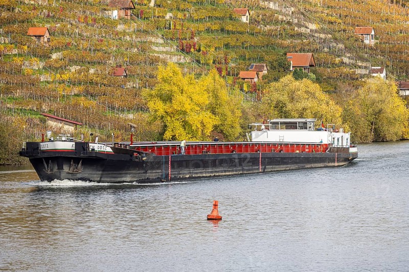 Barge MS FRIEDRICH GÖTZ on the Neckar, vineyards in autumn. The barge has an overall length of 105 metres, maximum length for the locks on the upper Neckar. Stuttgart, Baden-Württemberg, Germany, Europe