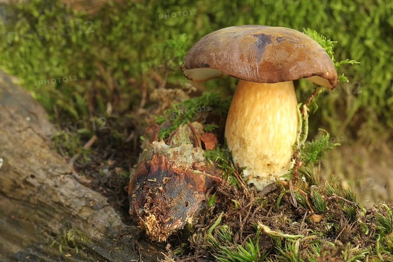 Chestnut boletus (Imleria badia) grows from spruce cones (Picea) Allgäu, Bavaria, Germany, Allgäu/Bavaria, Germany, Europe