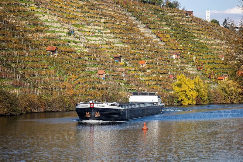 Barge RESONARE underway on the Neckar, vineyards in autumn. The barge has an overall length of 105 metres, maximum length for the locks on the upper Neckar. Stuttgart, Baden-Württemberg, Germany, Europe