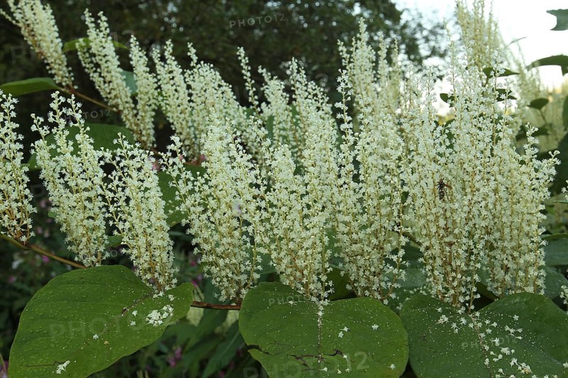 Reynoutria japonica (Reynoutria japonica) upright flowers, Allgäu, Bavaria, Germany, Allgäu/Bavaria, Germany, Europe