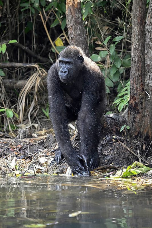 Western lowland gorilla (Gorilla gorilla gorilla) by a river, male animal, Réserve Lésio-Louna nature reserve, near Moembe, Plateau department, Republic of Congo
