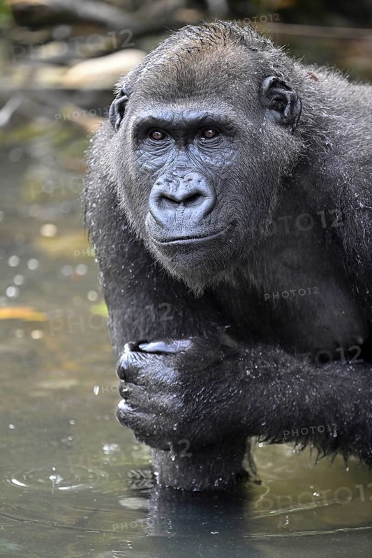 Western lowland gorilla (Gorilla gorilla gorilla) in a river, male animal, Réserve Lésio-Louna nature reserve, near Moembe, Plateau department, Republic of Congo