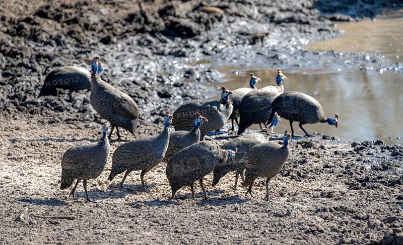 Helmeted guinea fowl (Numida meleagris), group at the waterhole, Khama Rhino Sanctuary, Botswana, Africa