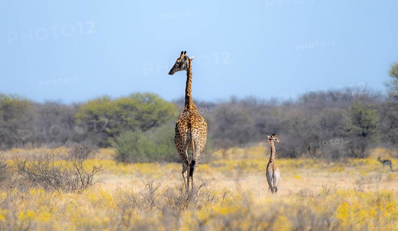 Cape giraffe (Giraffa giraffa giraffa), mother with young, among yellow flowers, in the savannah, Khama Rhino Sanctuary, Serowe, Botswana, Africa
