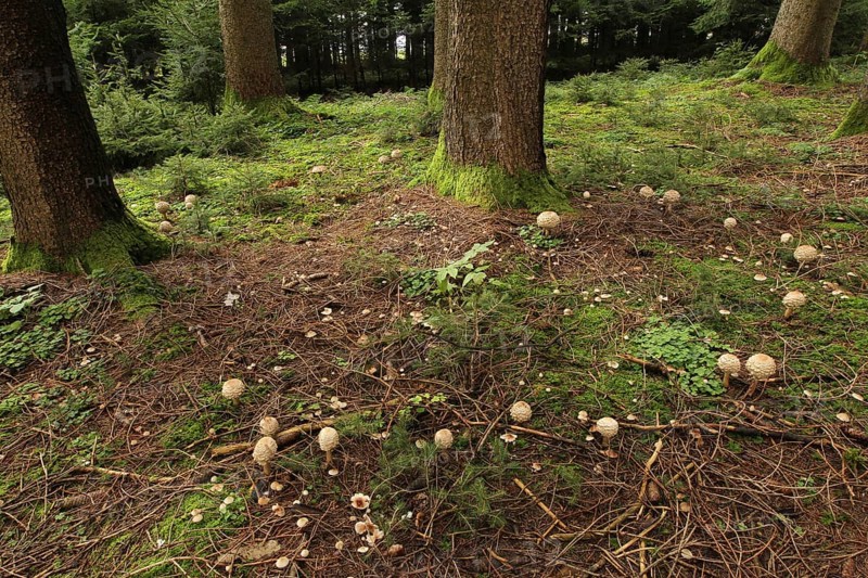 Giant umbrella mushroom (Macrolepiota procera) also known as Parasol. Several specimens grow as a so-called witch's ring around a spruce (Picea), Allgäu, Bavaria, Germany, Allgäu/Bavaria, Germany, Europe