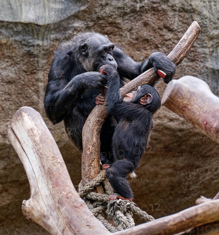 Animal portrait, Western chimpanzee (Pan troglodytes verus) playing with young, captive, distribution central and western Africa