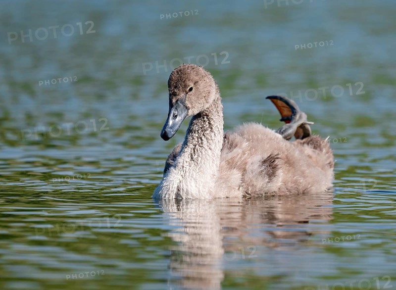 Mute swan (Cygnus olor) young bird swimming on a pond, one leg out of the water in resting position, Thuringia, Germany, Europe
