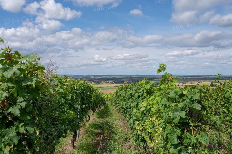Vineyards near Hüttenbach, Lower Franconia, Bavaria, Germany, Europe