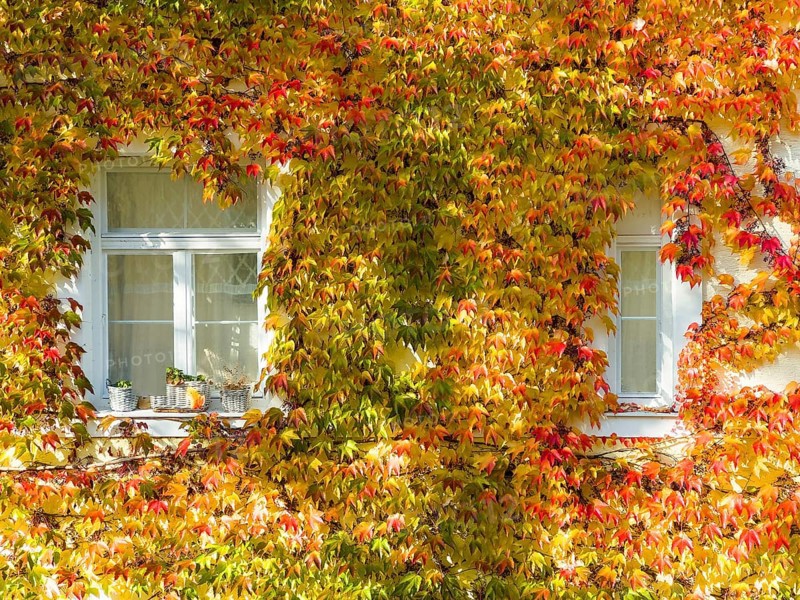 Boston ivy, three-lobed Boston ivy, three-lobed fence vine (Parthenocissus tricuspidata) on house wall