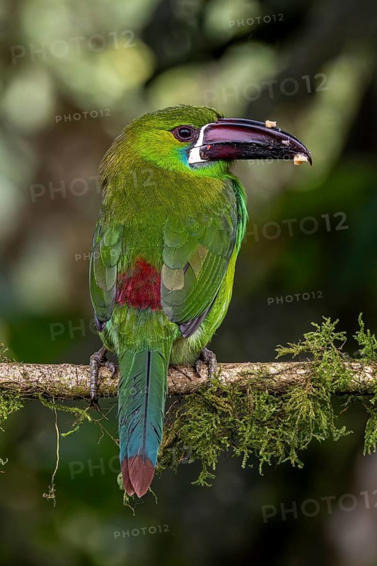 Crimson-rumped toucanet (Aulacorhynchus haematopygus), Mindo Forest Reserve, Mindo, Ecuador, South America