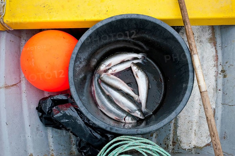 Fish, prey, buoy, Inuit hunter, near Inuit settlement Tiniteqilaaq or Greenlandic Tiilerilaaq, Sermilik Fjord, East Greenland, Greenland, North America