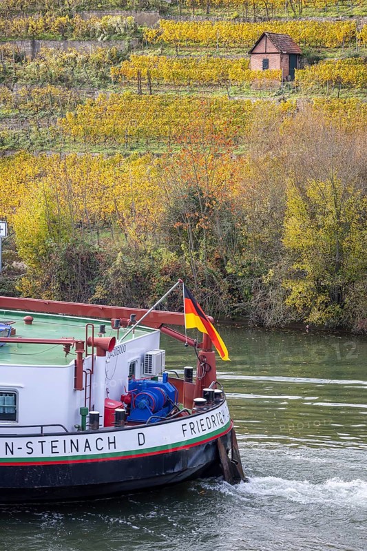 Barge MS FRIEDRICH GÖTZ on the Neckar, vineyards in autumn. The barge has an overall length of 105 metres, maximum length for the locks on the upper Neckar. Stuttgart, Baden-Württemberg, Germany, Europe