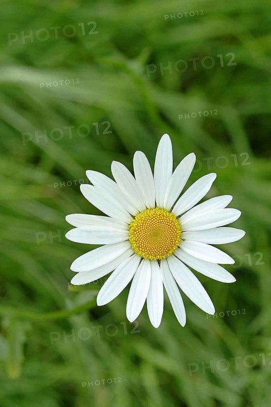 Meadow daisy (Leucanthemum vulgare), also known as meadow daisy, flowering in a meadow, Wilnsdorf, North Rhine-Westphalia, Germany, Europe