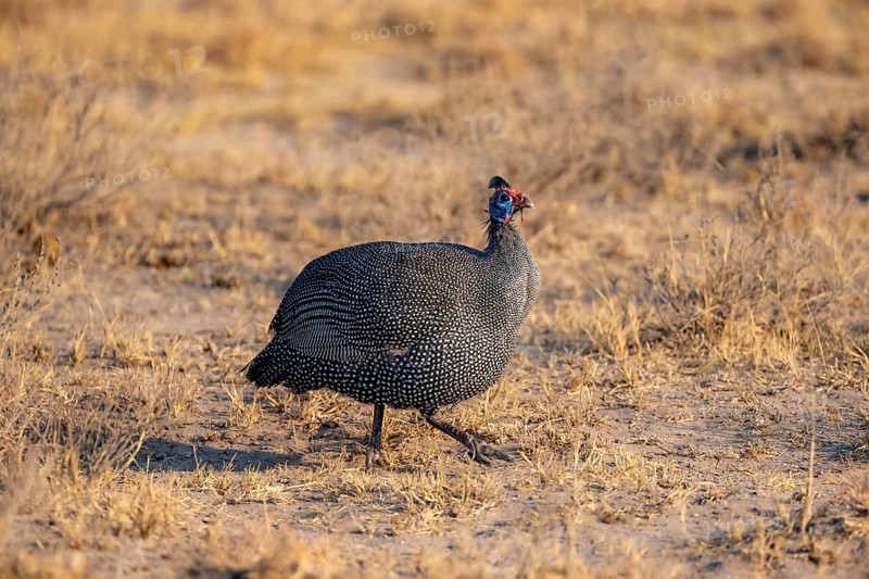 Helmeted guinea fowl (Numida meleagris) in a dry meadow, Khama Rhino Sanctuary, Botswana, Africa