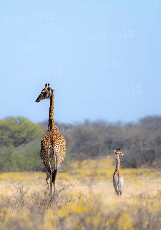 Cape giraffe (Giraffa giraffa giraffa), mother with young, among yellow flowers, in the savannah, Khama Rhino Sanctuary, Serowe, Botswana, Africa
