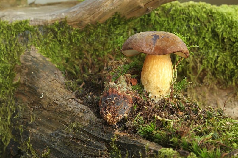 Chestnut boletus (Imleria badia) grows from spruce cones (Picea) Allgäu, Bavaria, Germany, Allgäu/Bavaria, Germany, Europe