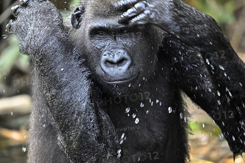 Western lowland gorilla (Gorilla gorilla gorilla) in a river, male animal, Réserve Lésio-Louna nature reserve, near Moembe, Plateau department, Republic of Congo